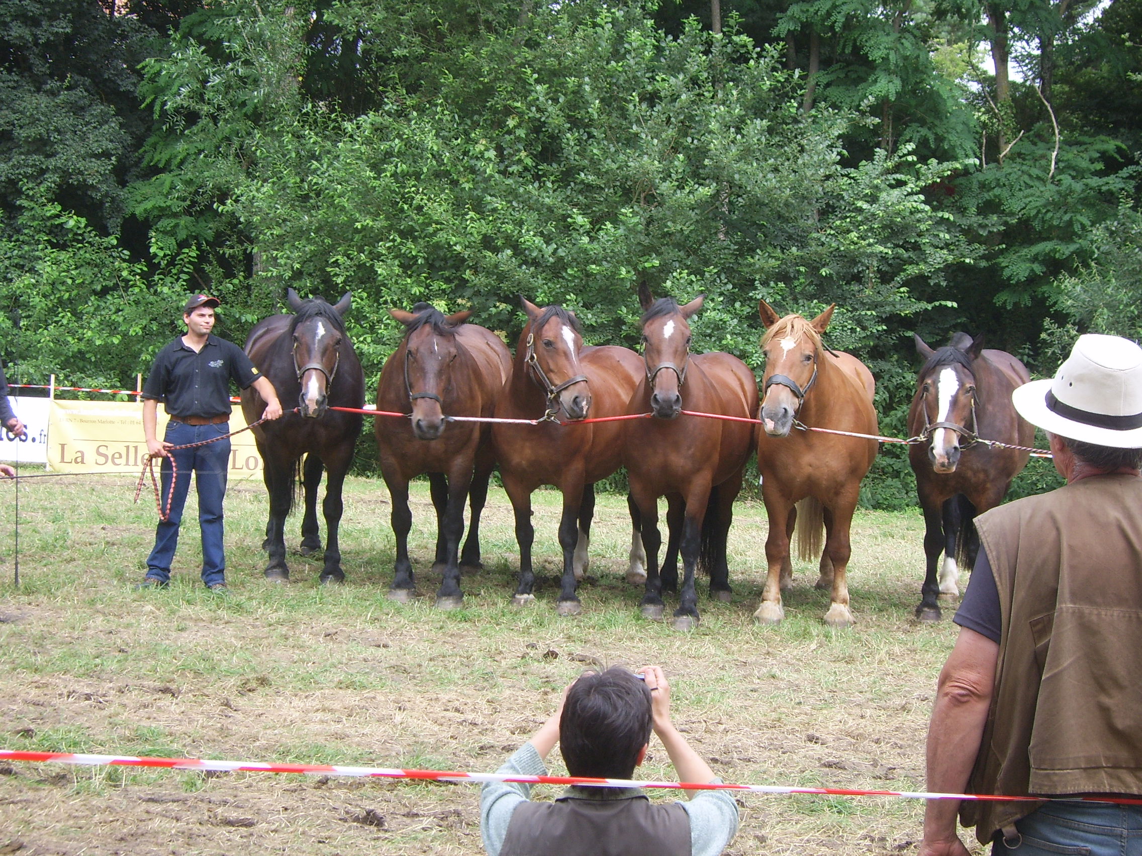 Foire aux bestiaux et concert — visuel événement