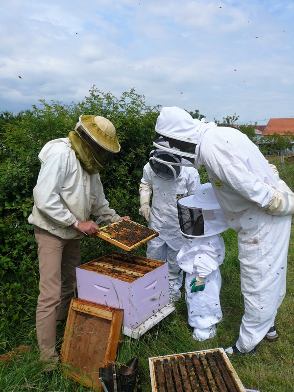 Safari-Découverte des abeilles  France Centre-Val de Loire Indre Ingrandes 36300