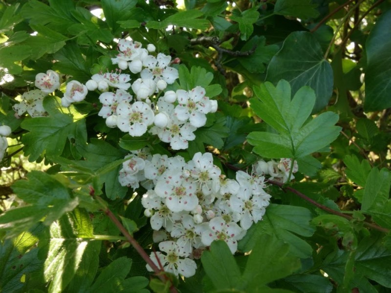 Mon Herbier Châtillonnais : Saint-Cyran-du-Jambot, la flore des talus, des haies et des bois