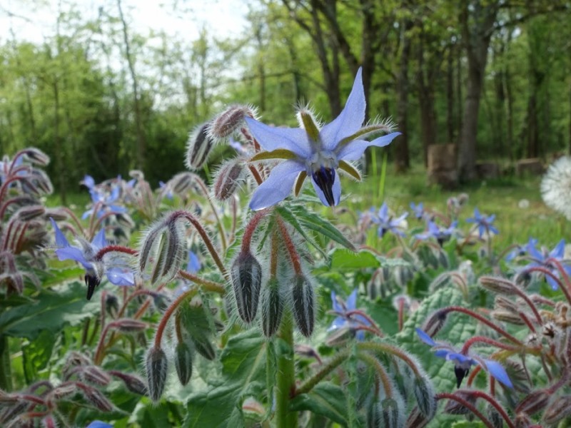 Mon Herbier Châtillonnais : Saint-Médard, la flore de la plus petite commune de l’Indre