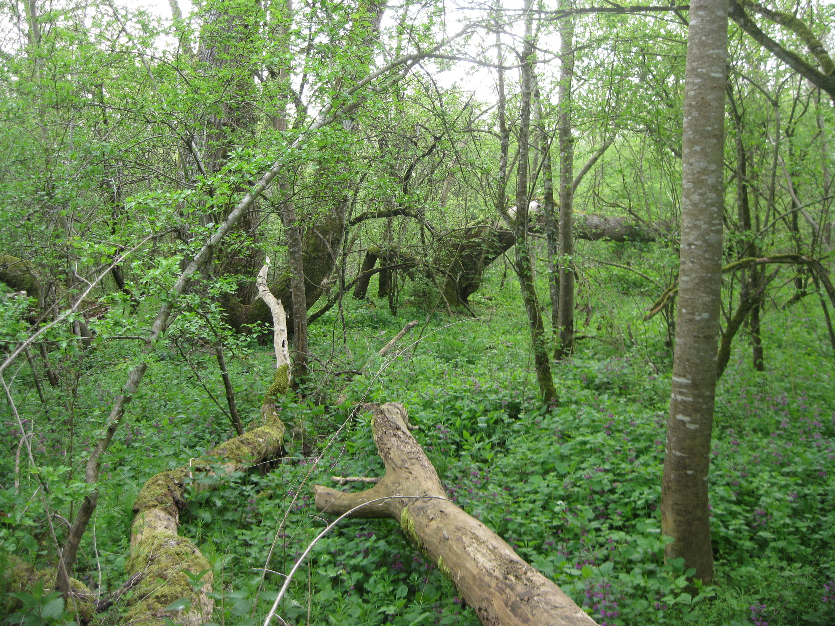 Sentier des Saulnières, Herry