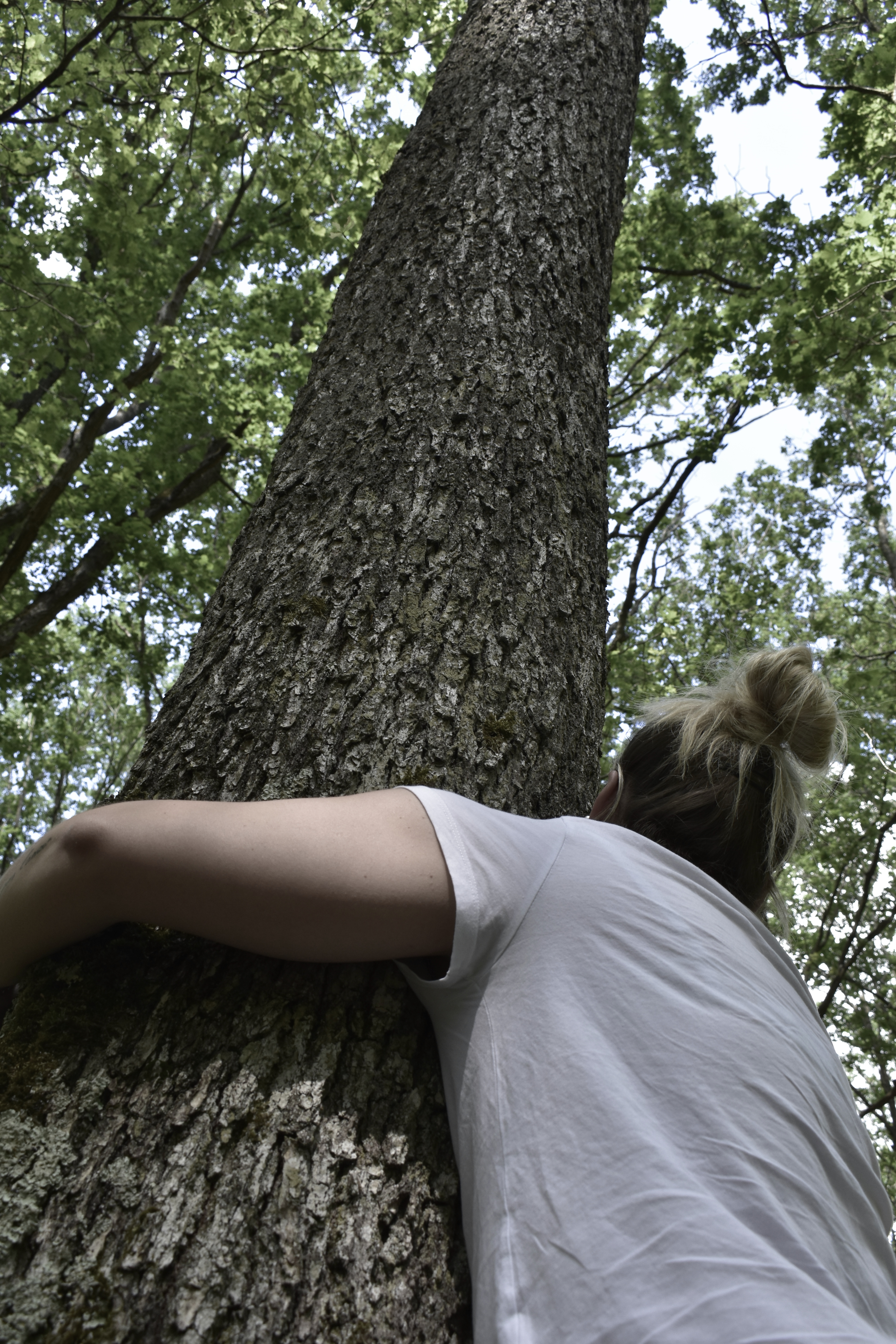 Forêt domaniale de Châteauneuf-en-Thymerais