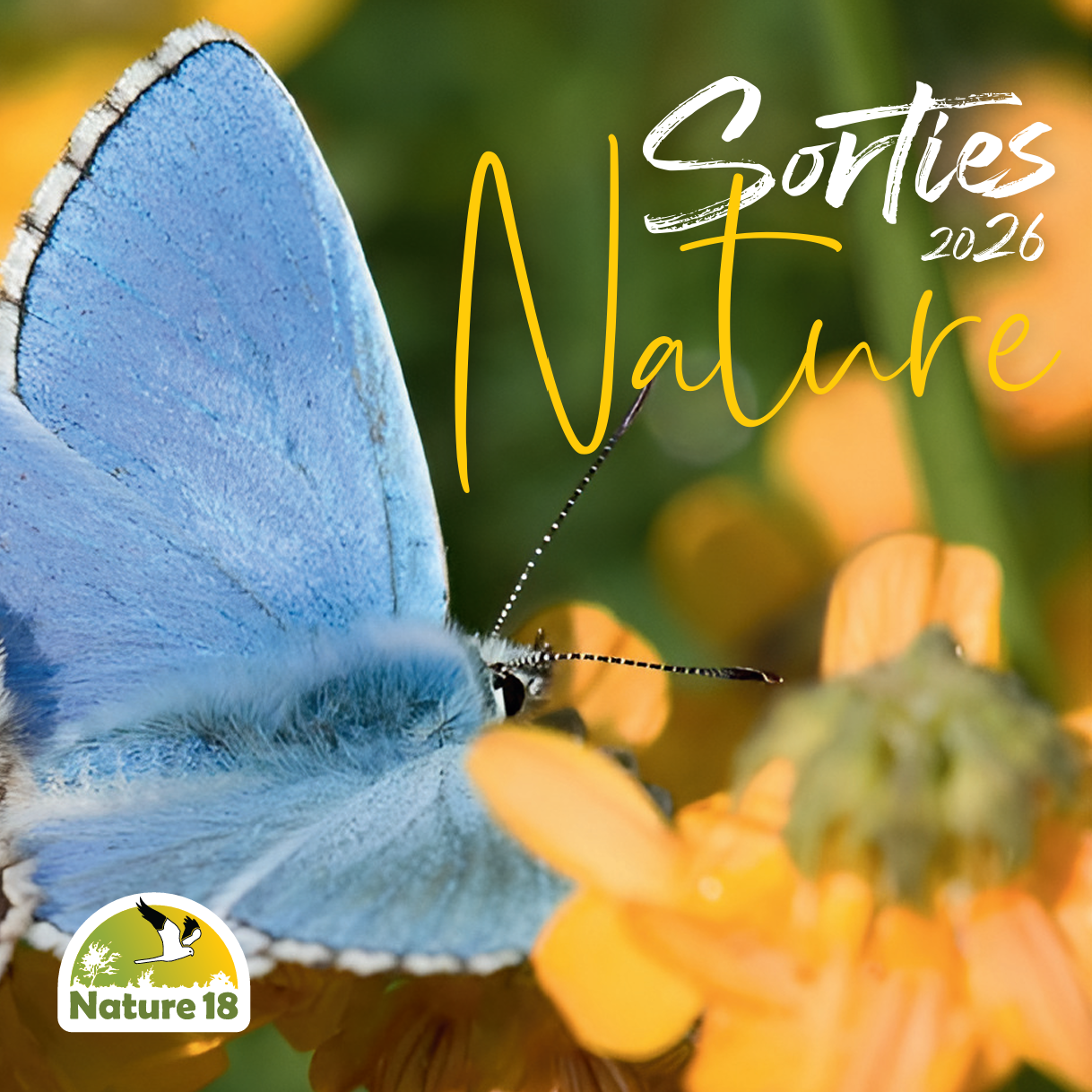 Découverte des Pollinisateurs