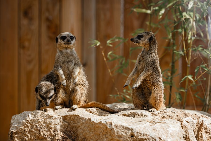 La Tanière - Zoo refuge, Nogent-le-Phaye - photo 4
