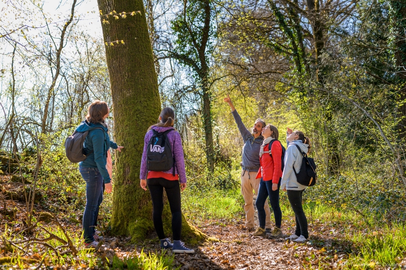 Bains de forêt et Sylvothérapie - photo 4