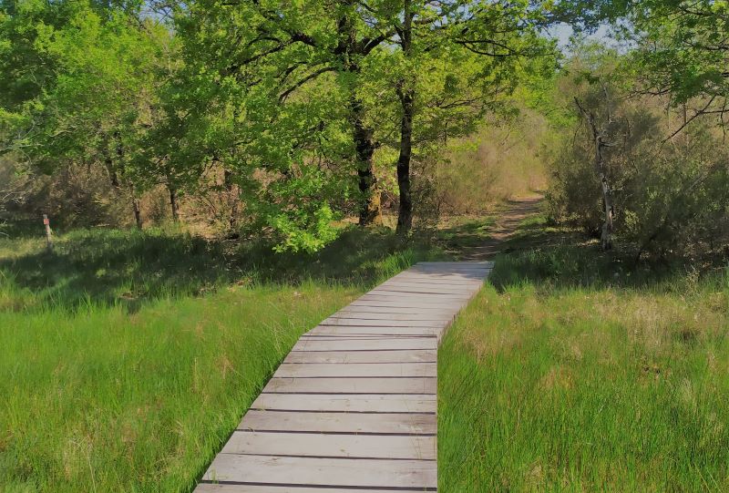 Terres de Renard (Réserve Naturelle Nationale de Chérine), Saint-Michel-en-Brenne - photo 2