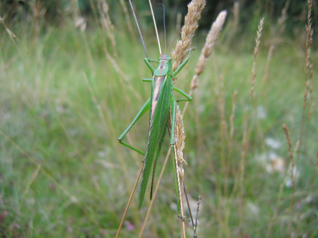 Le petit peuple des herbes  au Bois des Roches, Pouligny-Saint-Pierre - photo 2