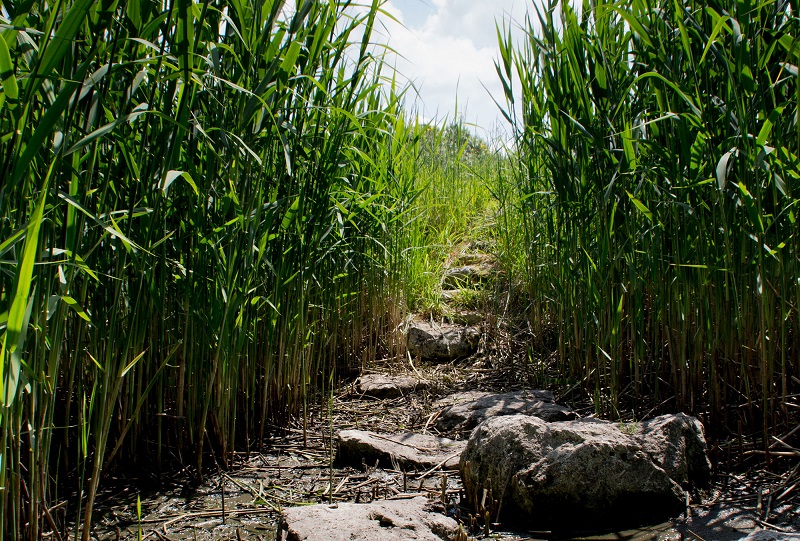 Le Grand Jardin du Théâtre des Minuits, La Neuville-sur-Essonne - photo 2