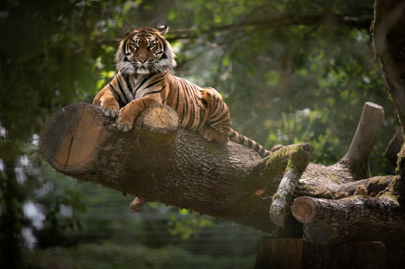 Réserve zoologique de la Haute-Touche, Azay-le-Ferron - photo 5