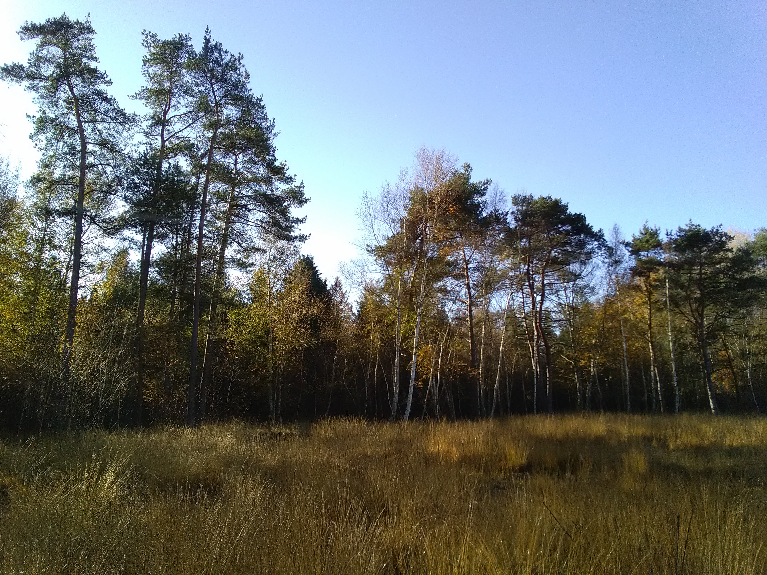 L’Espace Naturel Sensible : L'Etang et la Tourbière des Landes, Ménétréol-sur-Sauldre - photo 3