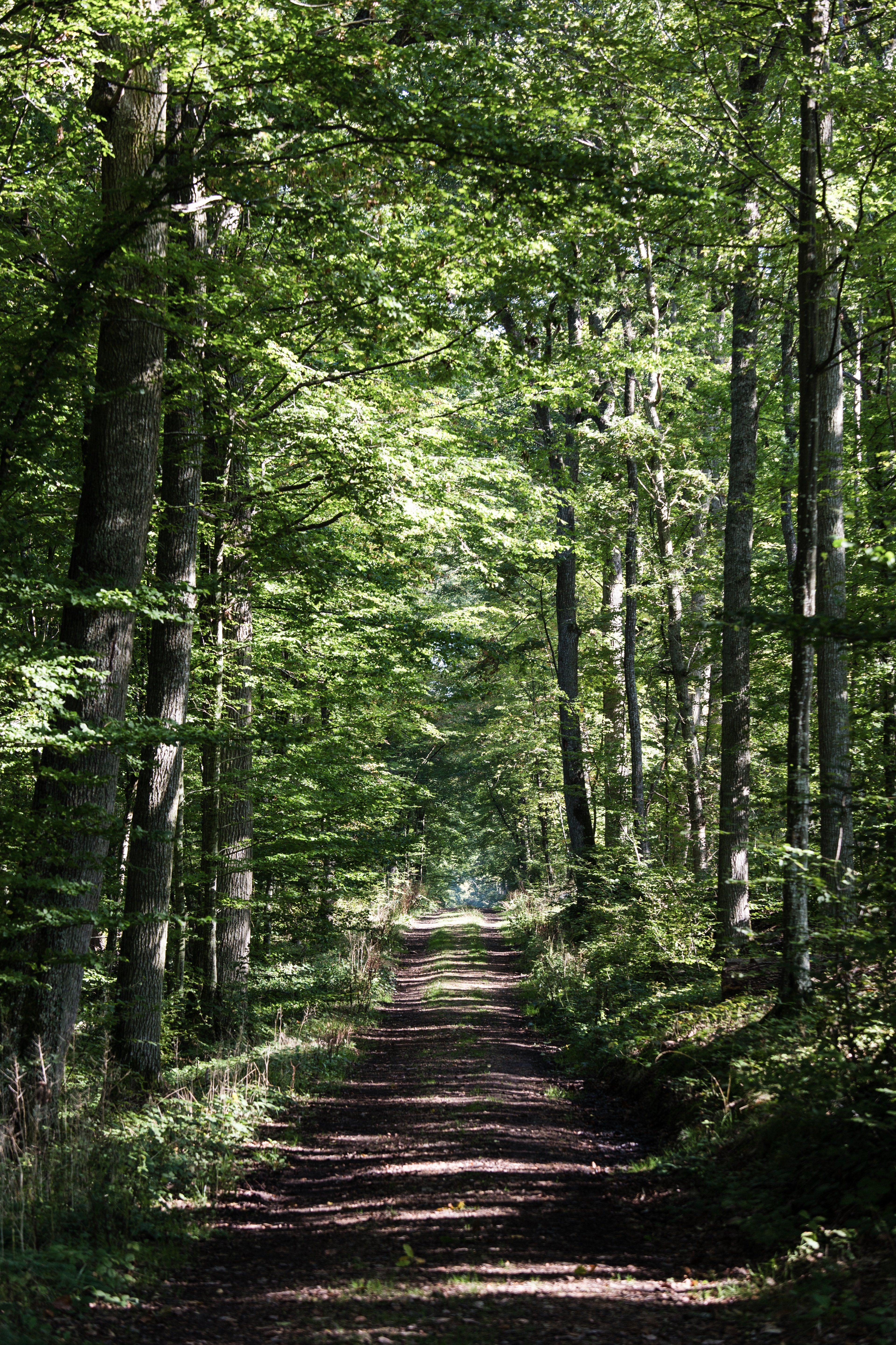 Forêt domaniale de Dreux