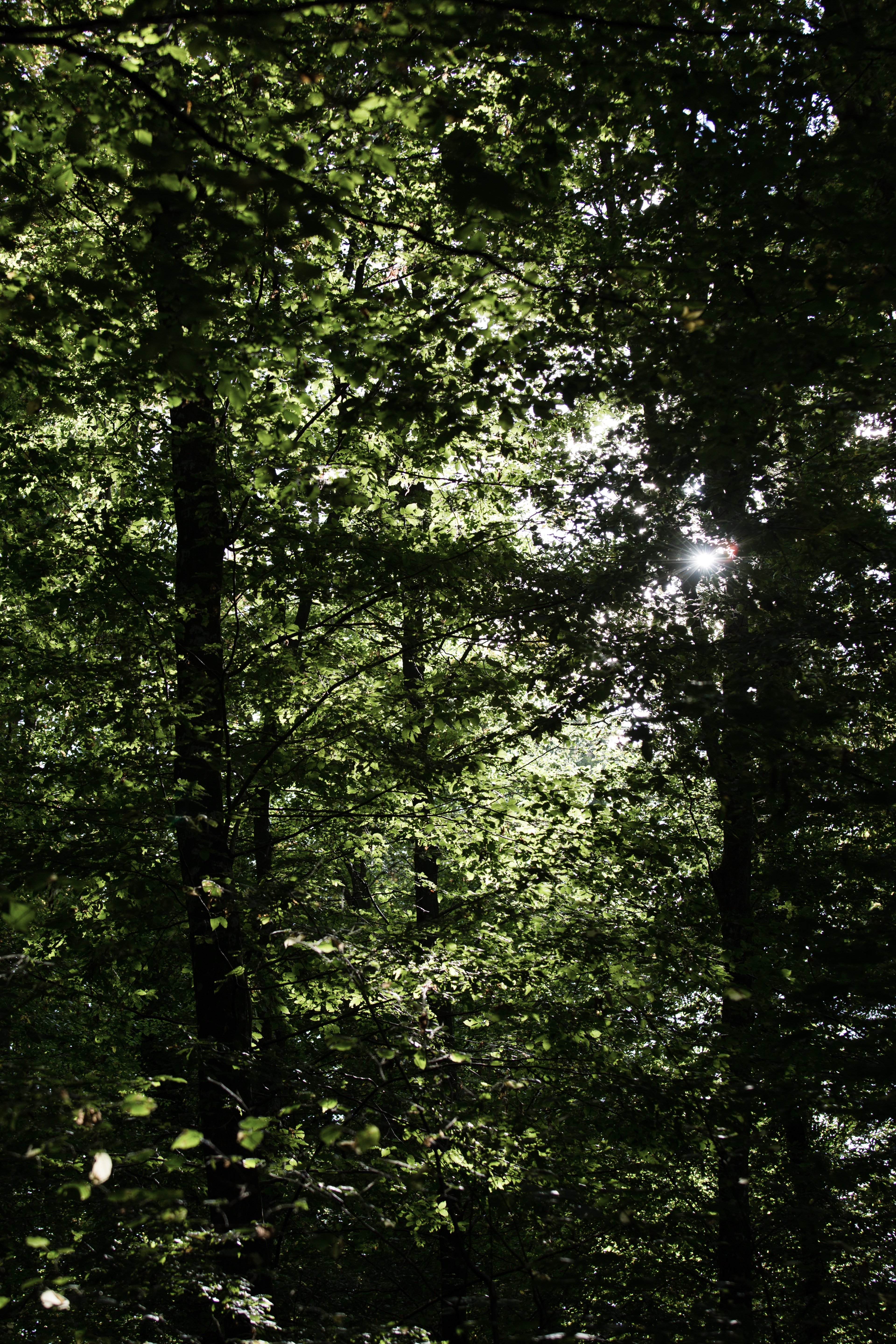 Forêt domaniale de Dreux, Abondant - photo 4