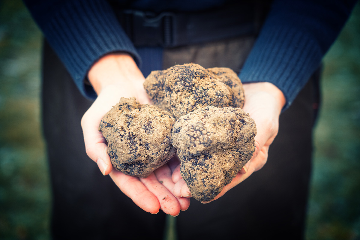 ACADEMIE DE LA TRUFFE