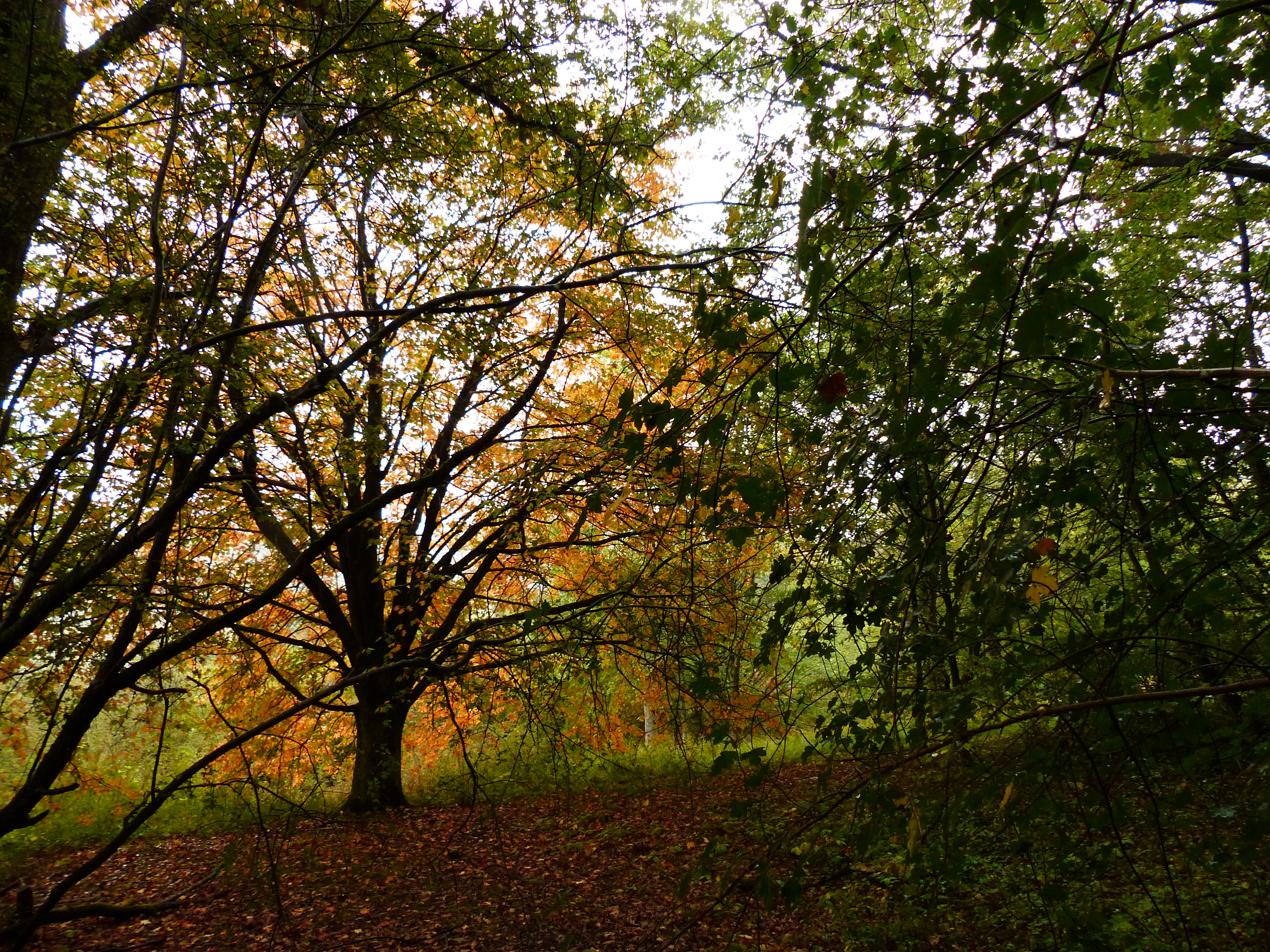 Réserve naturelle régionale de la Vallée des Cailles, Boncourt - photo 10