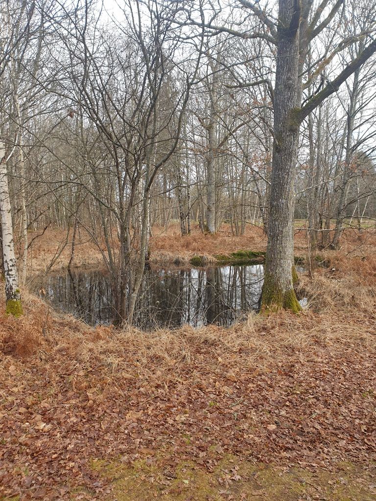 Espace naturel sensible Maurice Genevoix, Vannes-sur-Cosson - photo 5