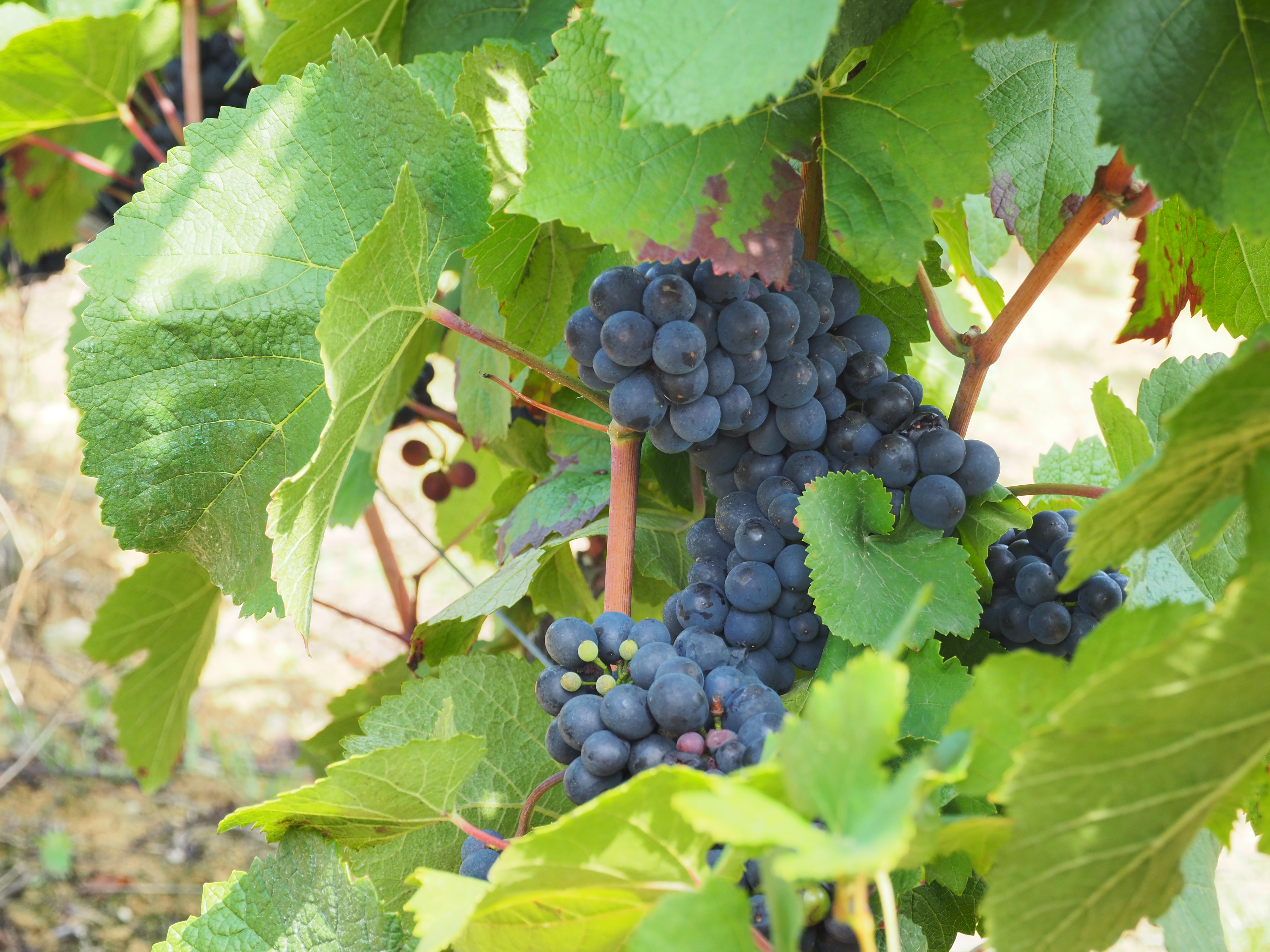 Domaine Olivier Foucher