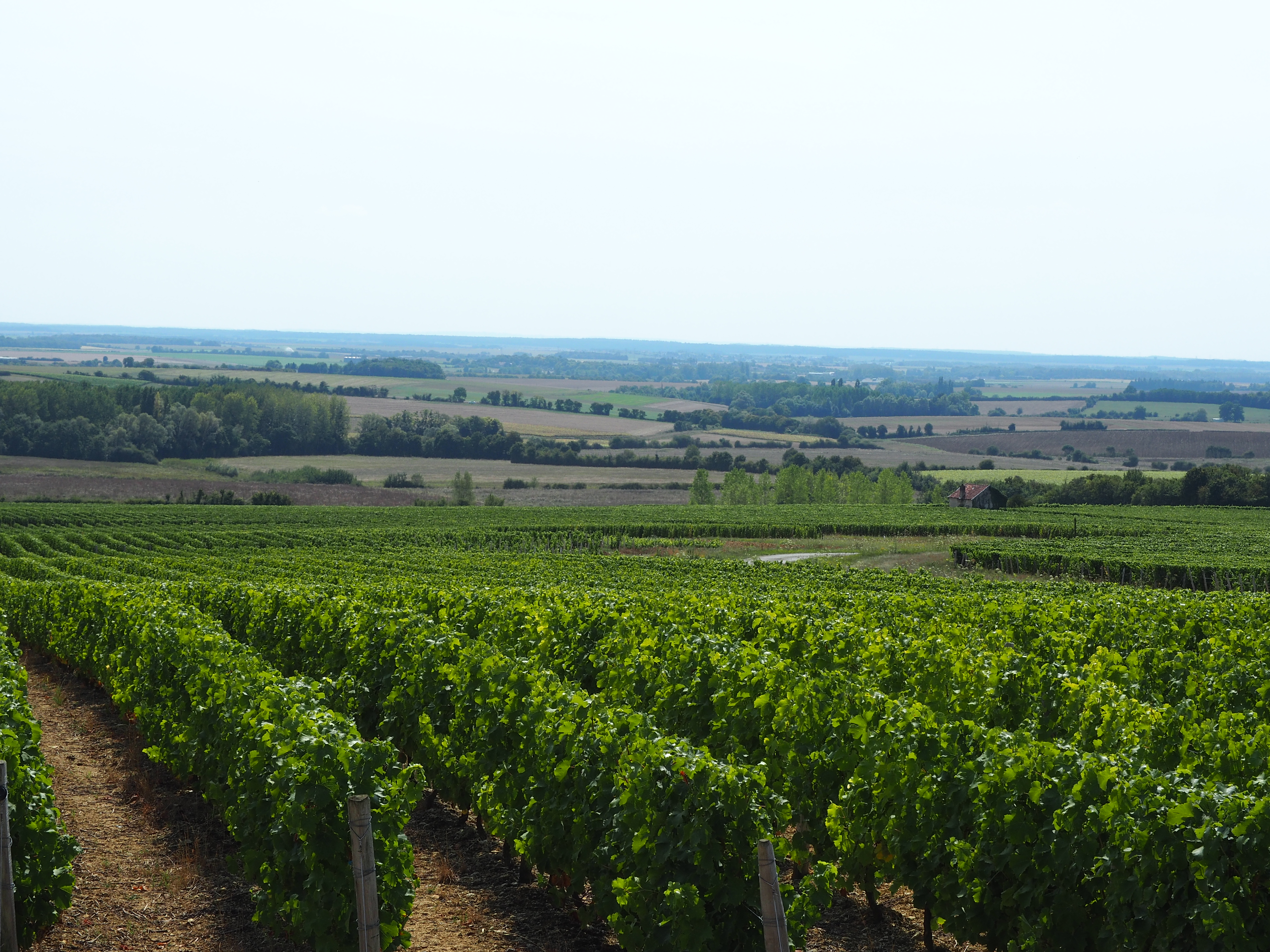 Domaine Olivier Foucher — photo 2