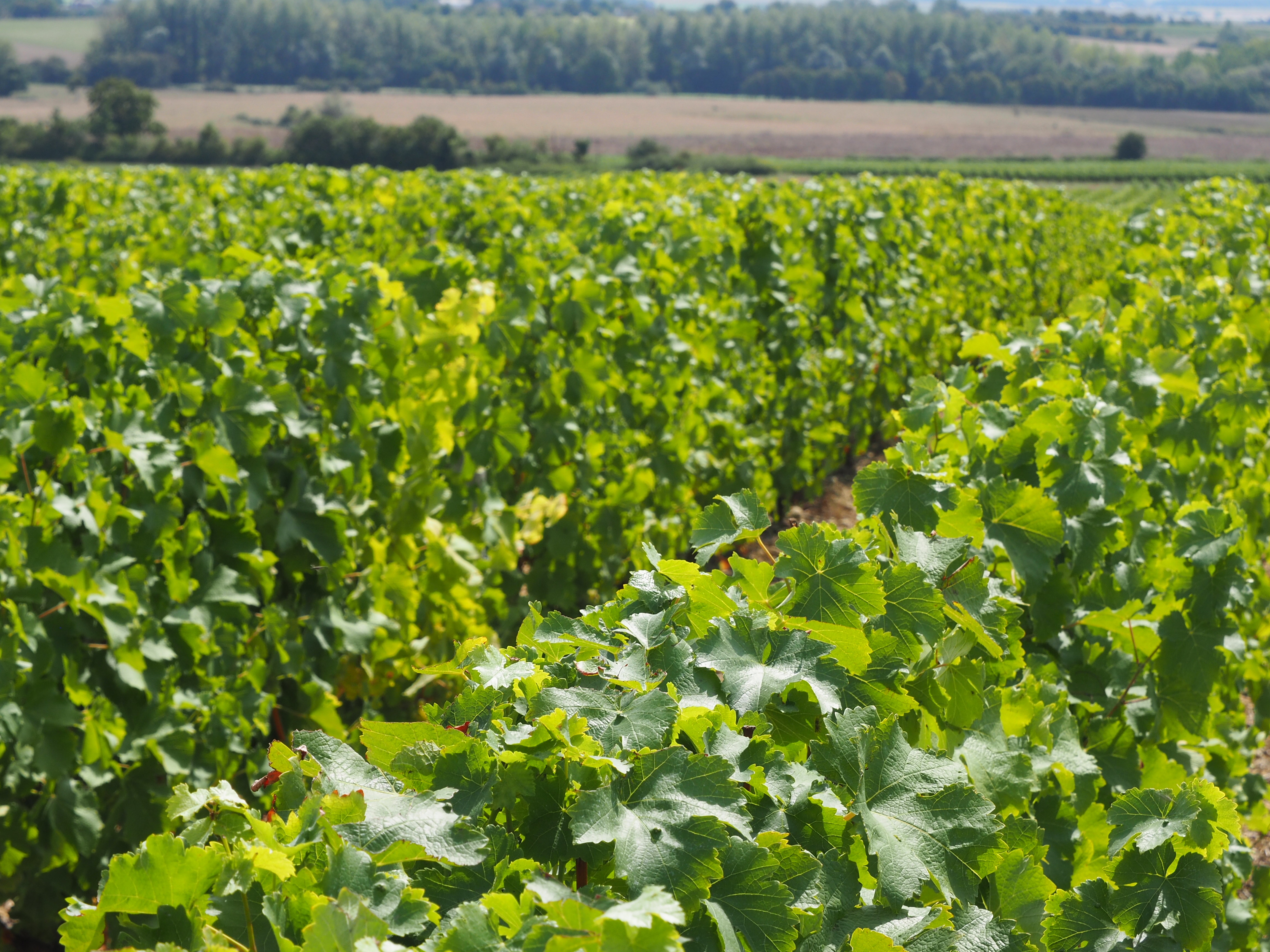 Domaine Olivier Foucher — photo 3