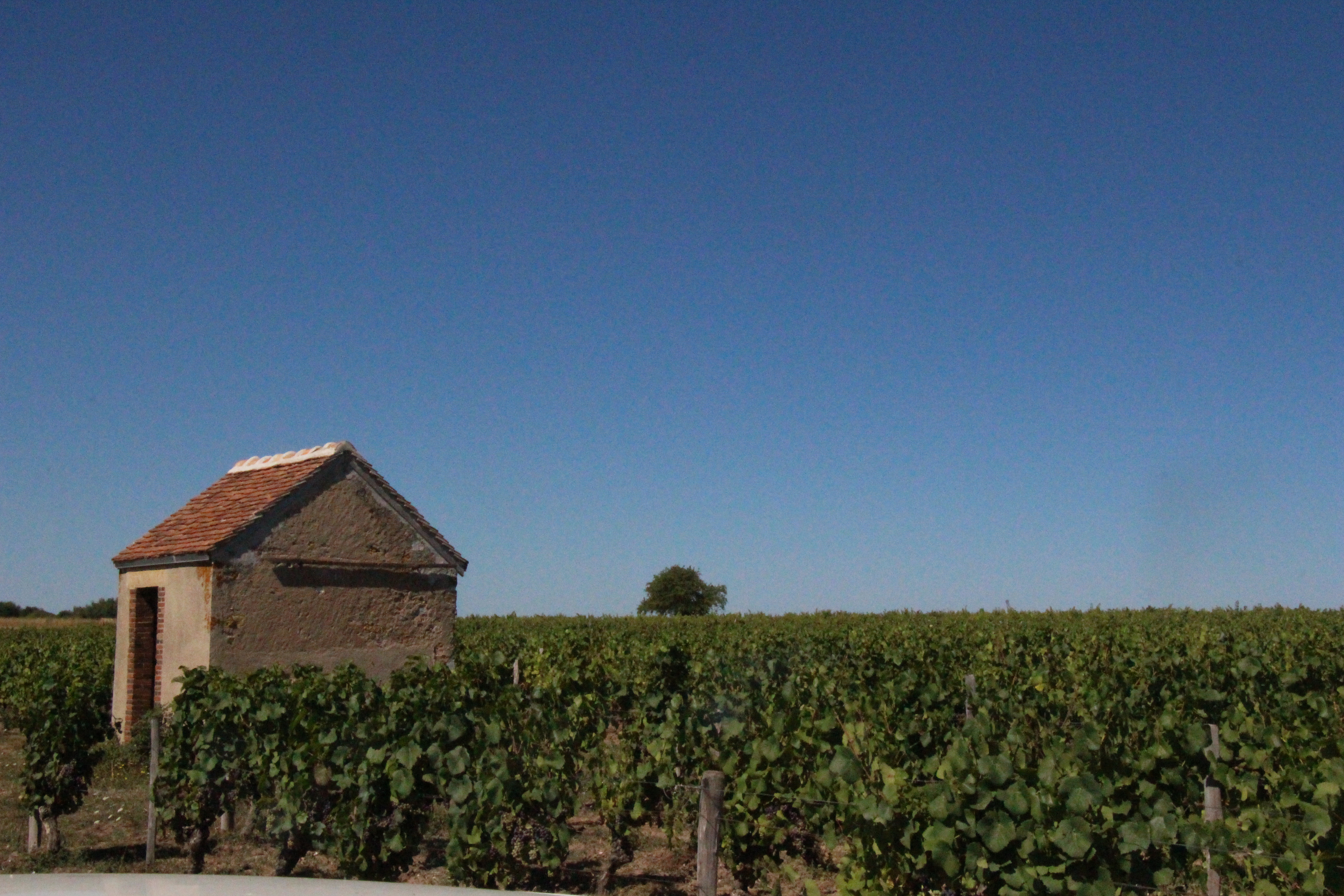 Itinéraire découverte à vélo VTT (Vignes tout terrain), Châteaumeillant - photo 3