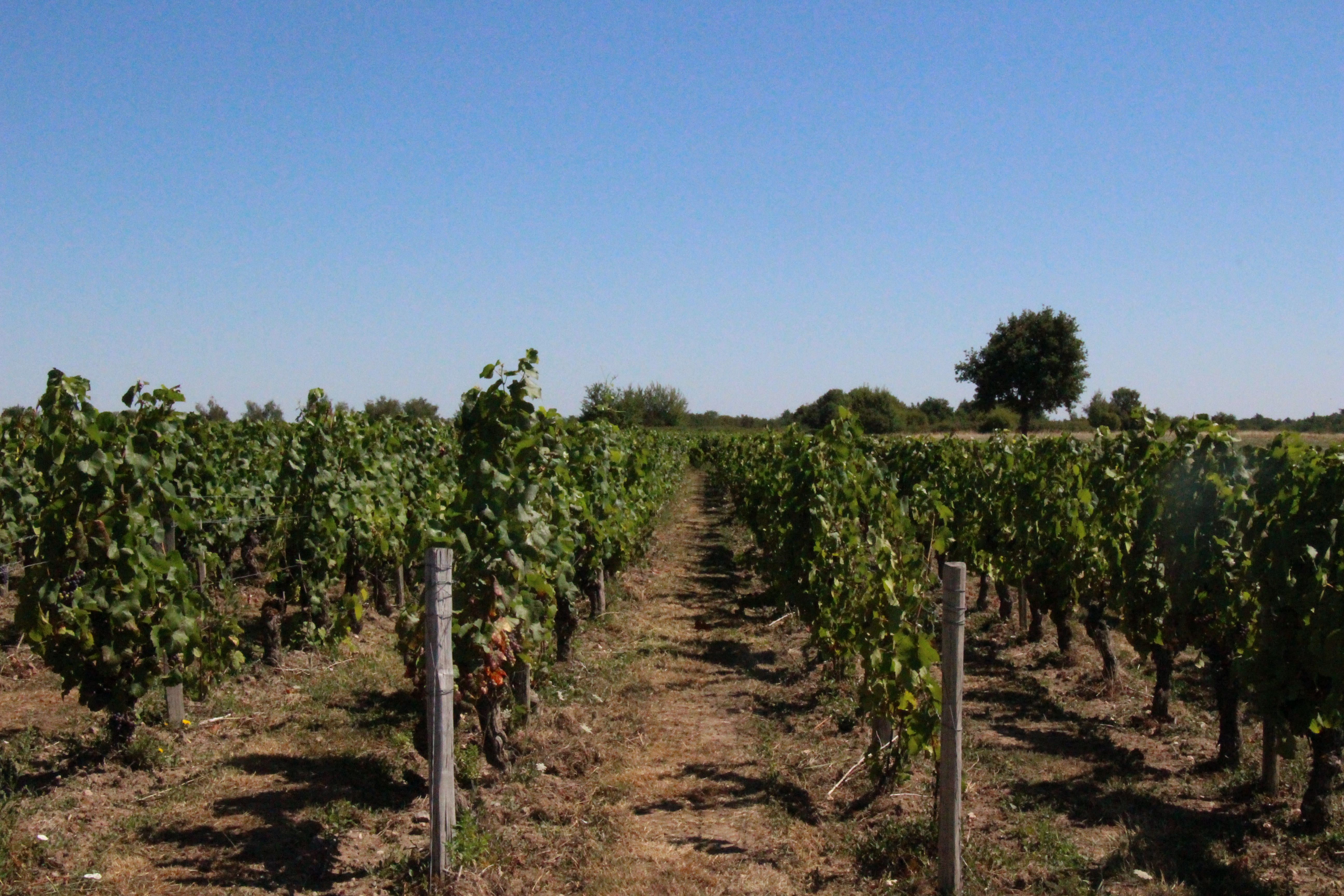 Les vignes, Châteaumeillant - photo 2