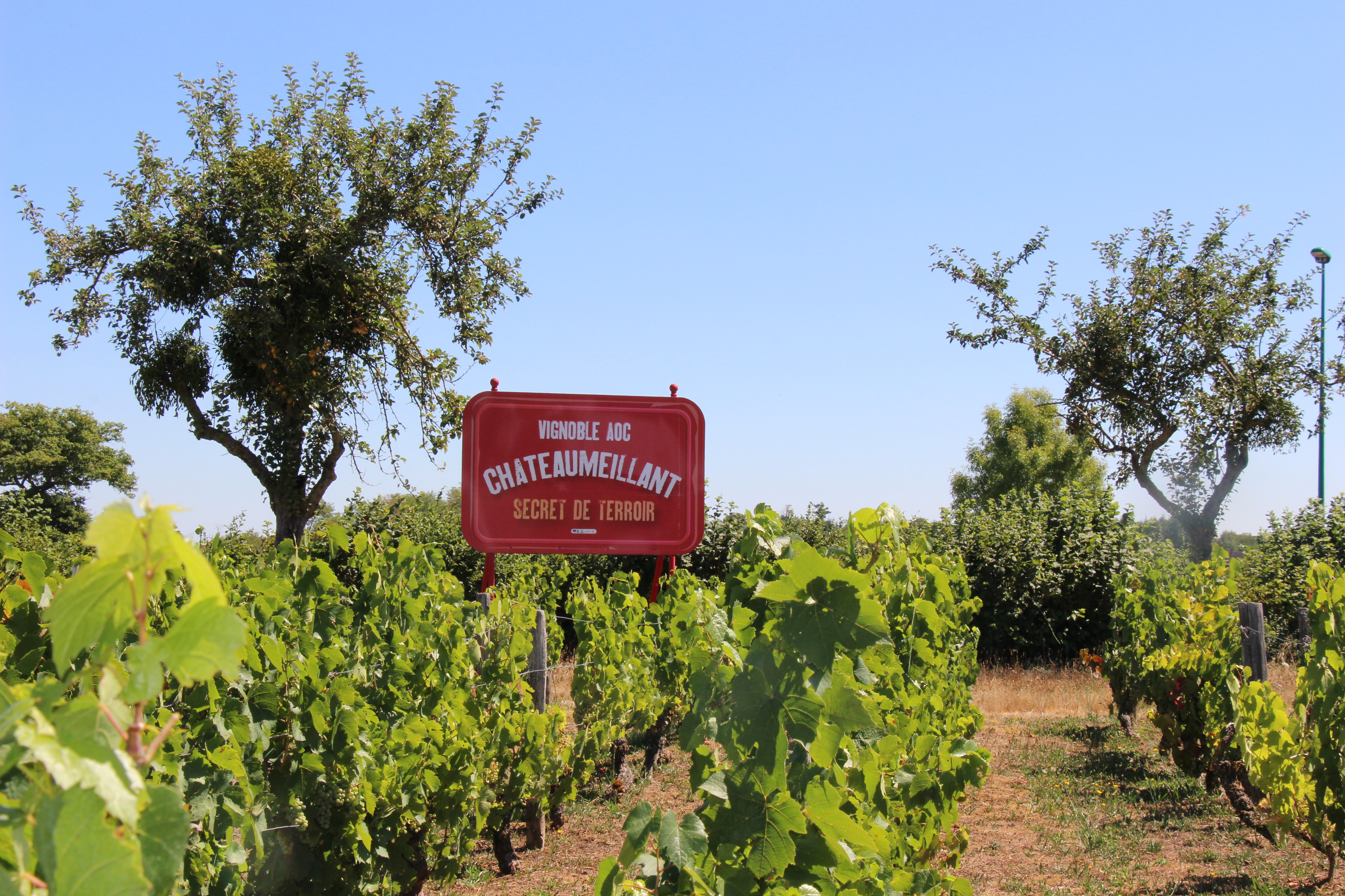 Itinéraire découverte à vélo VTT (Vignes tout terrain)