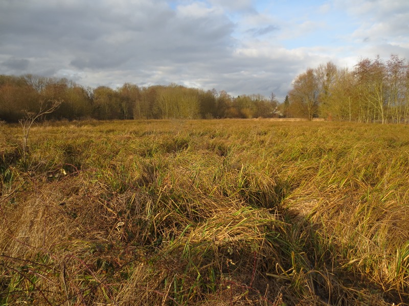Espace naturel sensible du Grand Rozeau et des Près Blonds, Châlette-sur-Loing - photo 9