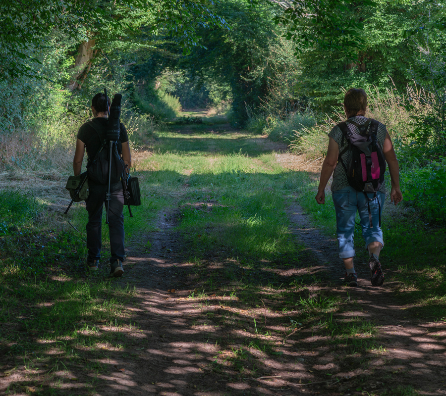Visite crépusculaire du bocage — visuel événement