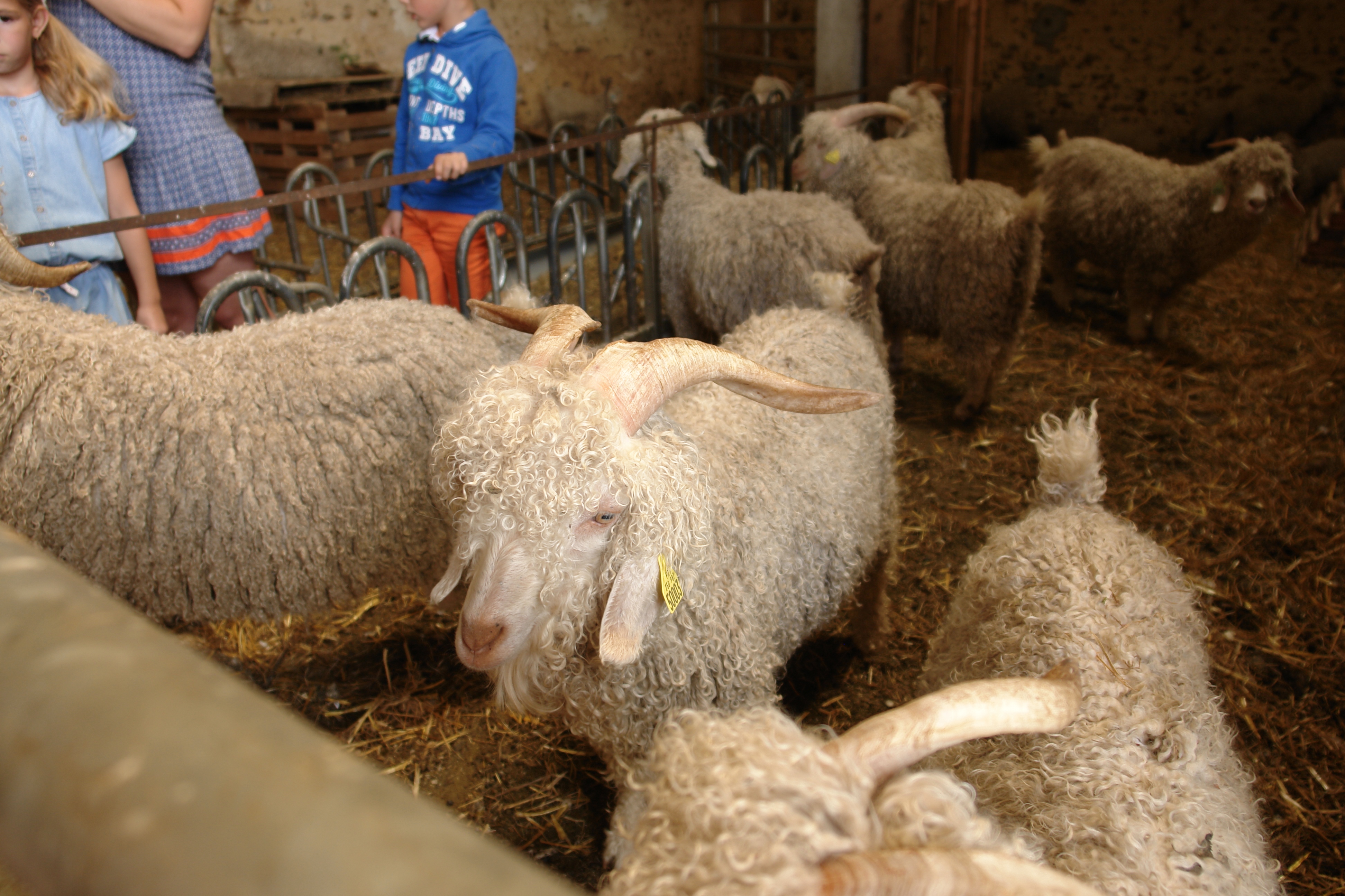 La Ferme La Bouquetière, Saint-Ange-et-Torçay - photo 3