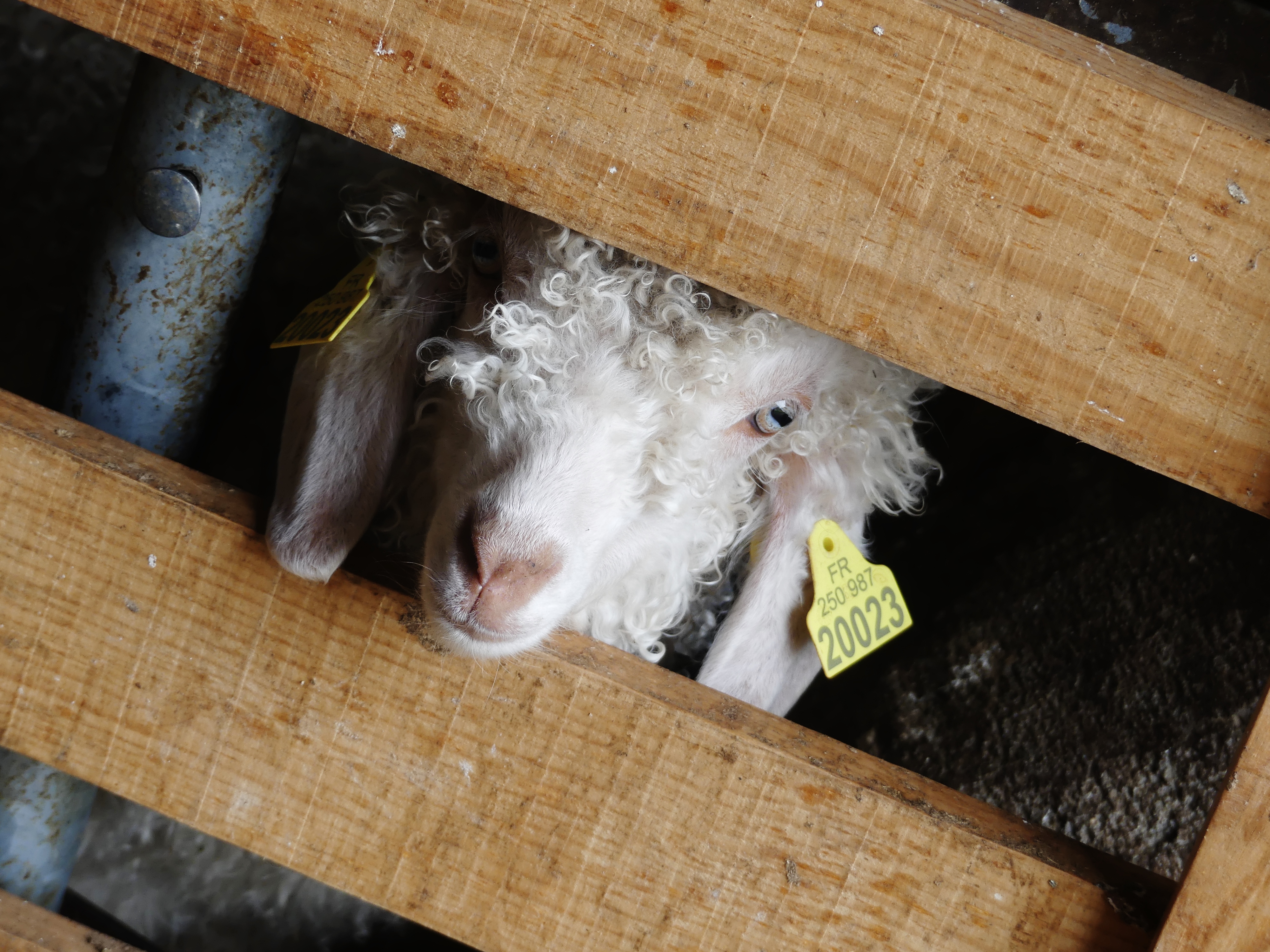 La Ferme La Bouquetière, Saint-Ange-et-Torçay - photo 4