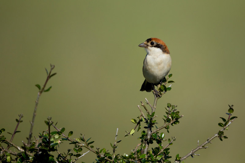 Balade à pied n°16 - Loup y es-tu ?, Luzeret - photo 2