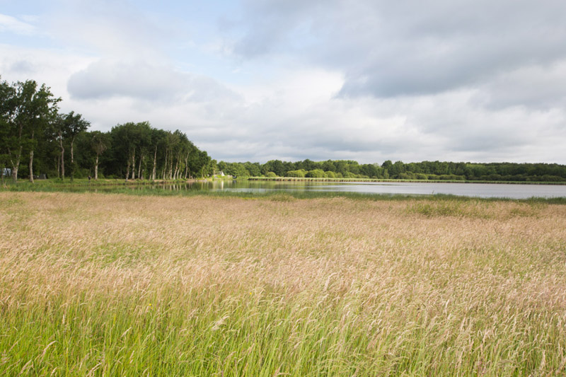 Balade à pied n°8 - Plumages humides au creux de la roselière, Luant - photo 3
