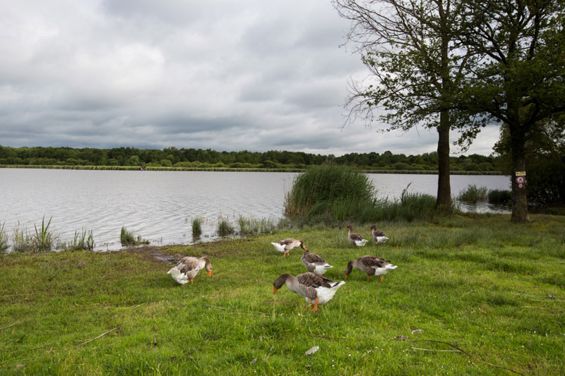 Balade à pied n°34 - Aux portes de la Brenne, Luant - photo 3