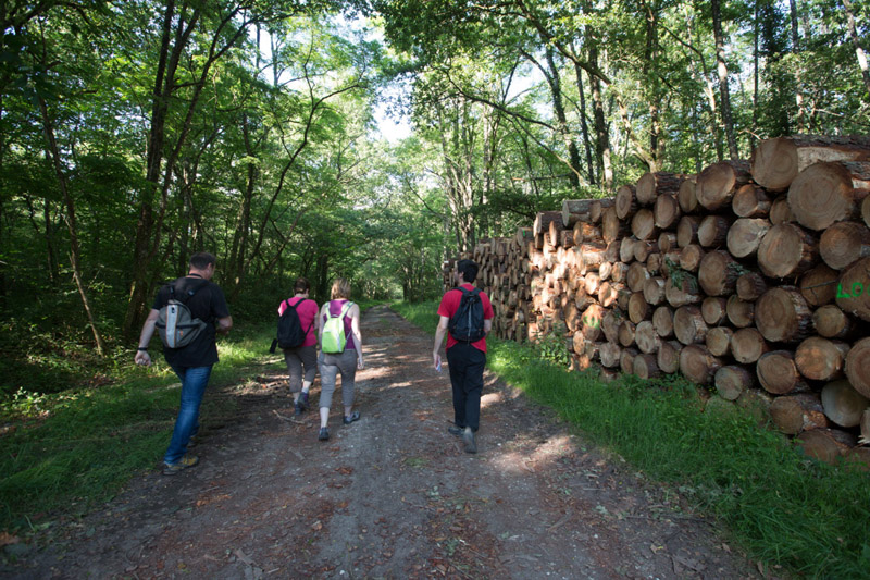 Balade à pied n°57 - Chemins de sable en Brenne, Saint-Michel-en-Brenne - photo 5