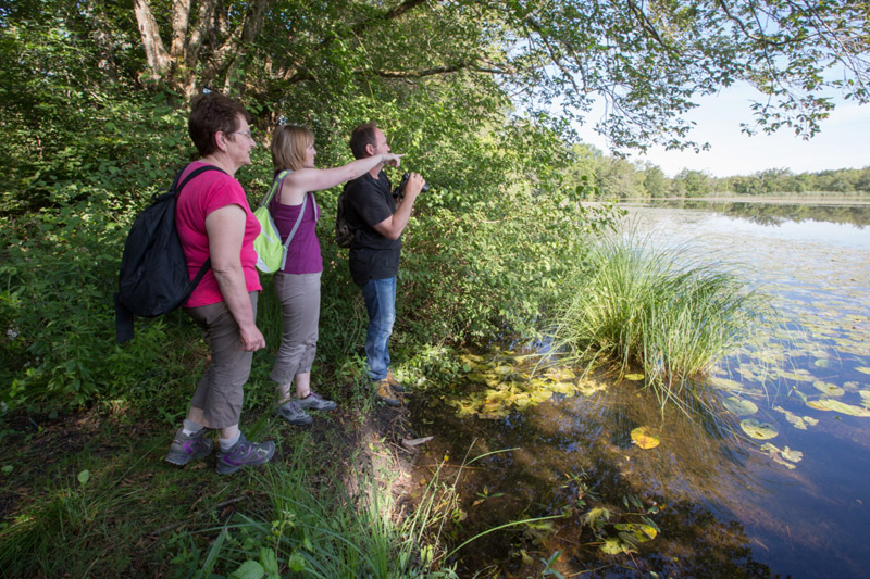 Balade à pied n°4 - Luxuriances marécageuses, Saint-Michel-en-Brenne - photo 3
