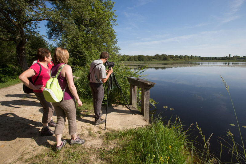 Balade à pied n°4 - Luxuriances marécageuses, Saint-Michel-en-Brenne - photo 4