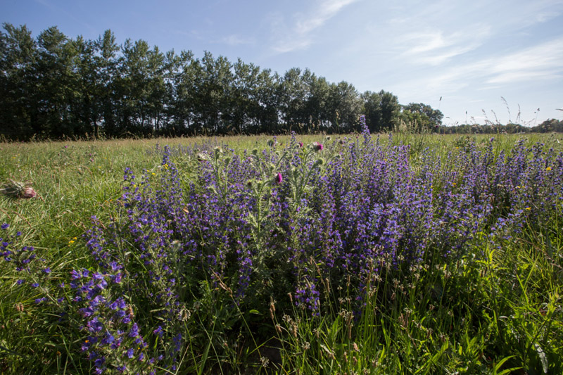 Balade à pied n°4 - Luxuriances marécageuses, Saint-Michel-en-Brenne - photo 6