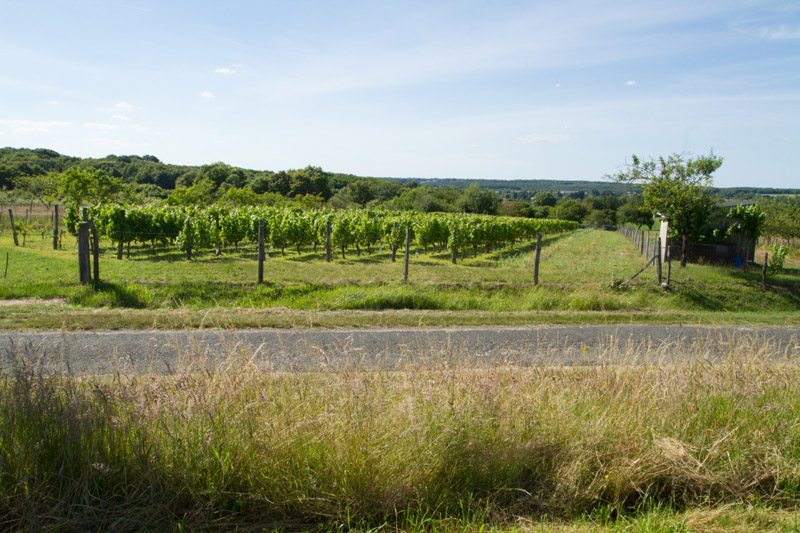 Balade à pied n°11 - Terres de vignerons, Thenay - photo 2