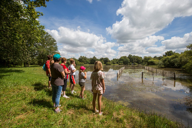 Balade à pied n°44 - Le circuit des étangs Neuf, Neuillay-les-Bois - photo 6
