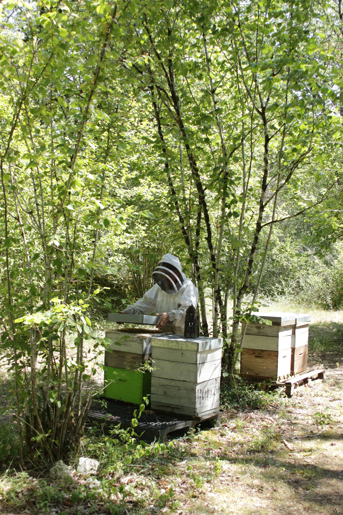 L'Abeille et la Bête — photo 3
