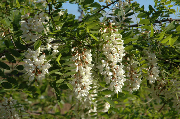 37ème Fête des Beignets aux fleurs d'acacia & Vide-grenier — Festivals & Traditions à Loiret