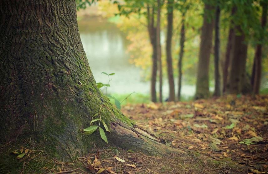 Rencontre avec les arbres