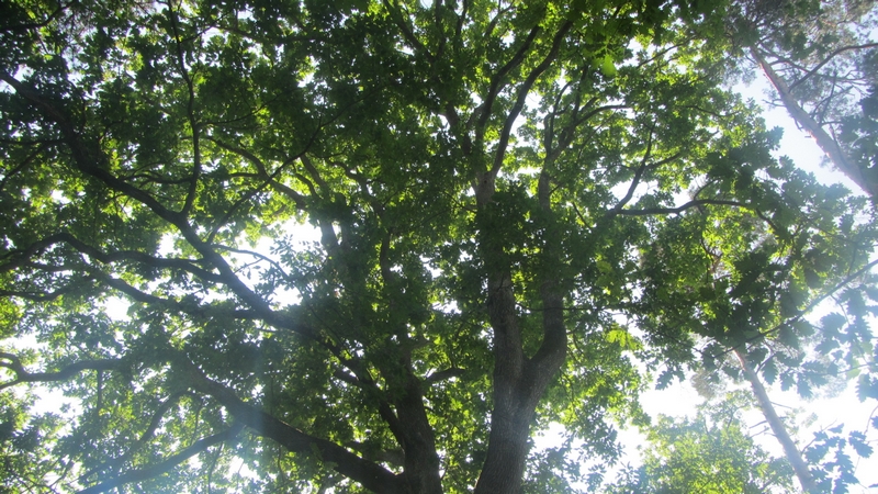 Des Petits Pas vers Soi, Seichebrières - photo 2