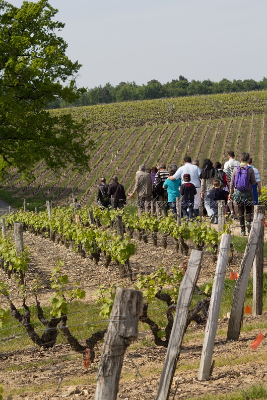 Rendez-Vous dans les Vignes, Chançay - photo 12