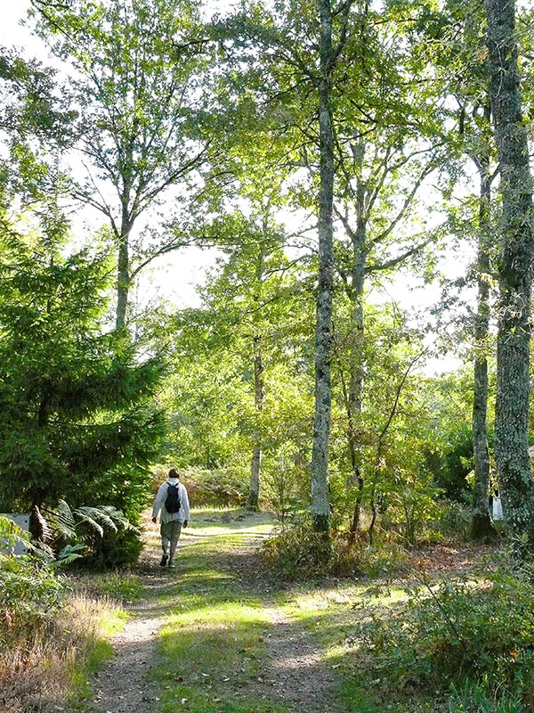 Le Bois des Forges, Cléré-les-Pins - photo 4