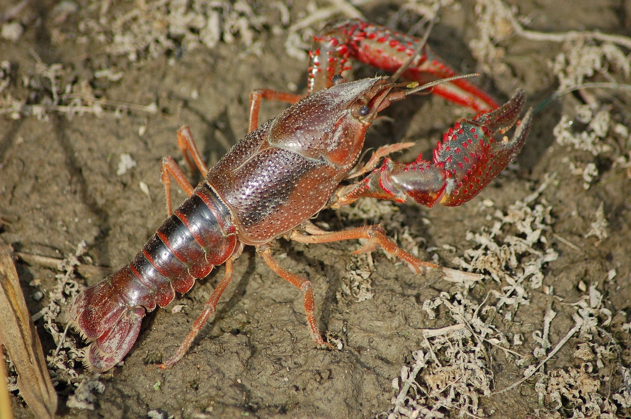 Initiation à la pêche aux écrevisses