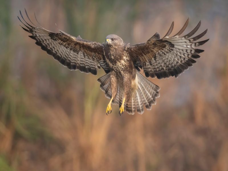 Sortie ornithologie — visuel événement