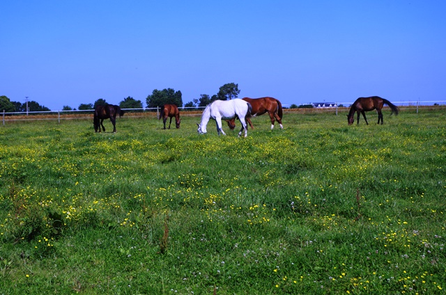 Centre équestre de Marcilly