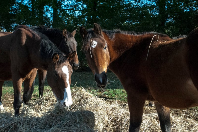 Poney Club / Centre équestre de Vinauger