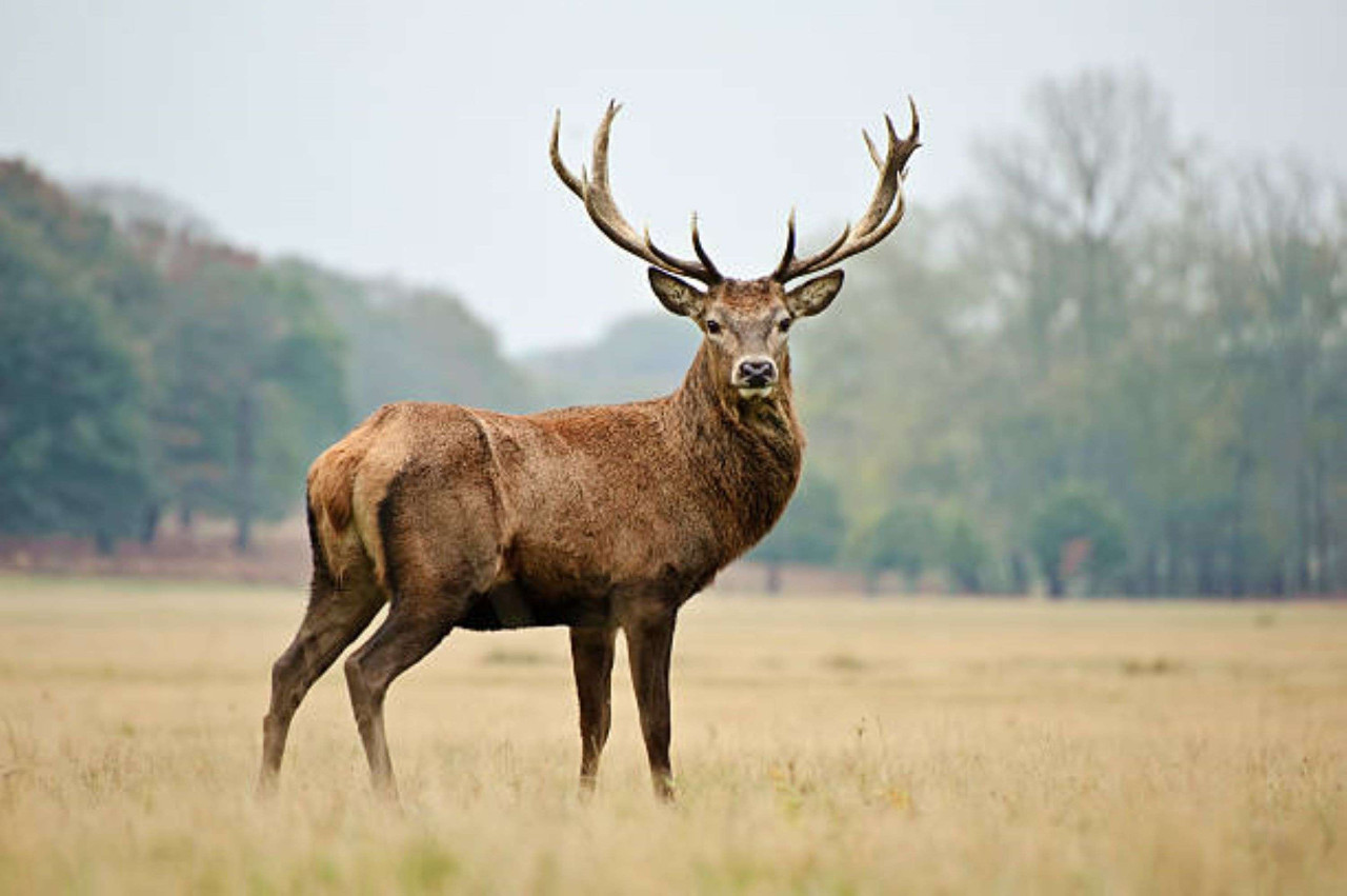 Sortie nature brame du cerf en forêt d'Orléans