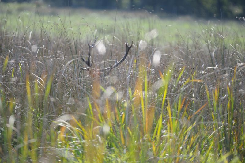 Destination sauvage, Méobecq - photo 5